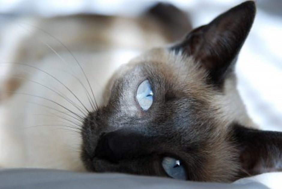 Зубы сиамских котов