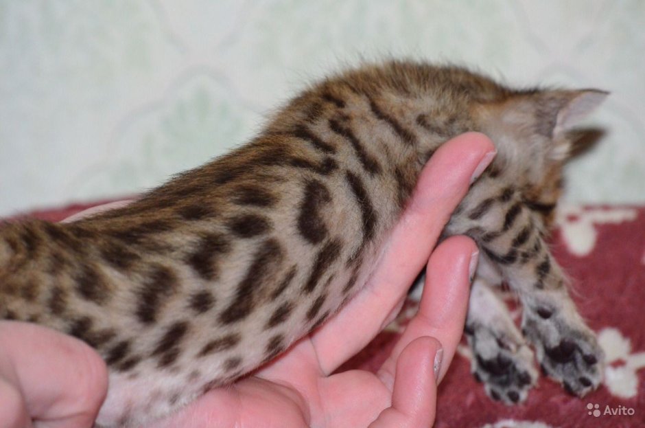 Бенгальская кошка котята Новорожденные