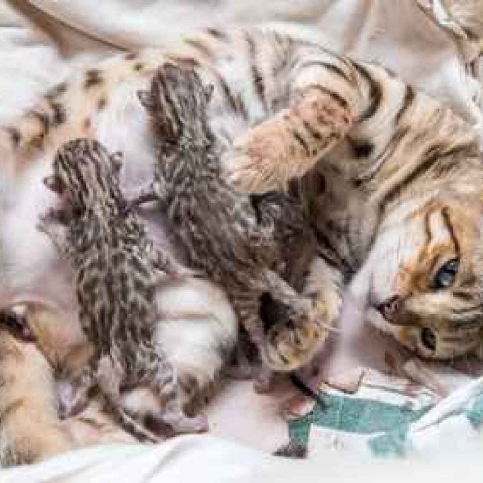 Бенгальский кот и обычная кошка гибрид