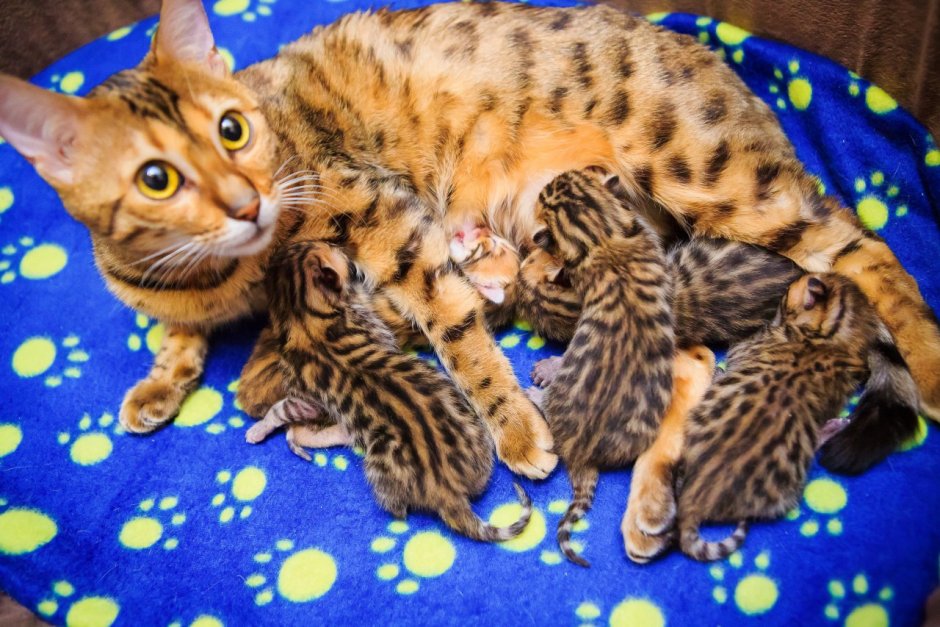 Котята бенгальской породы маленькие