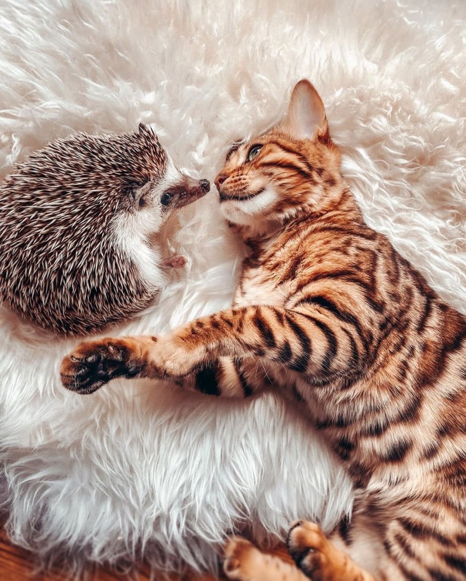 Бенгальская кошка