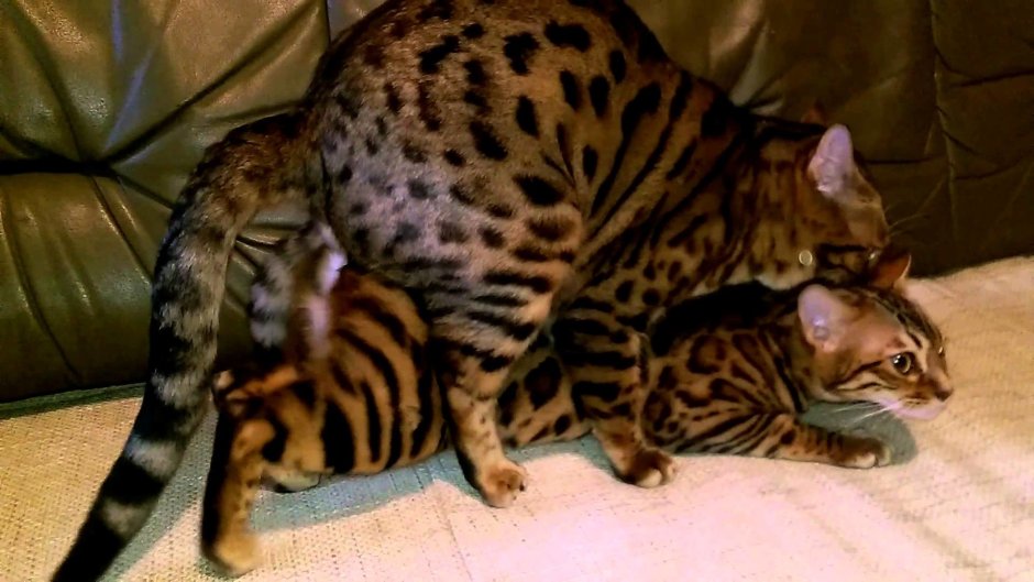 Кот породы бенгал