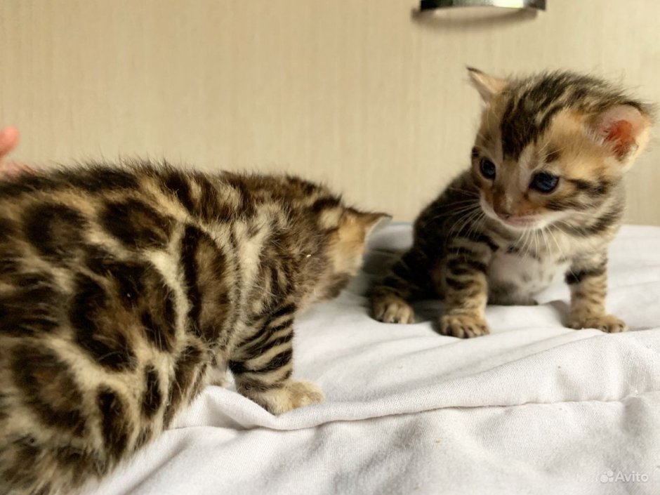 Кошки обнимаются бенгалы