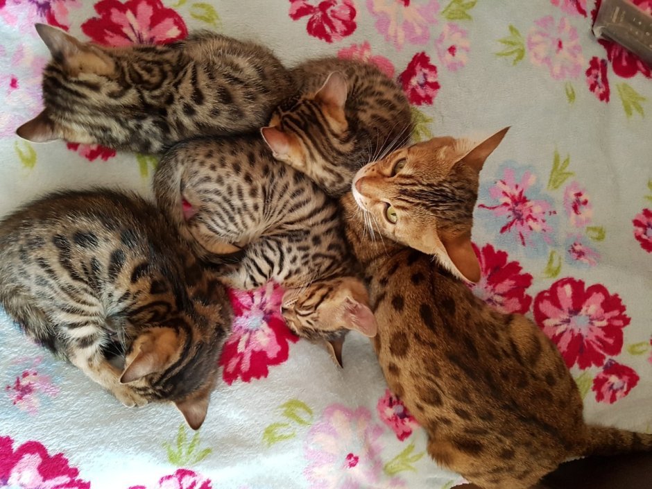 Новорожденные котята бенгалы