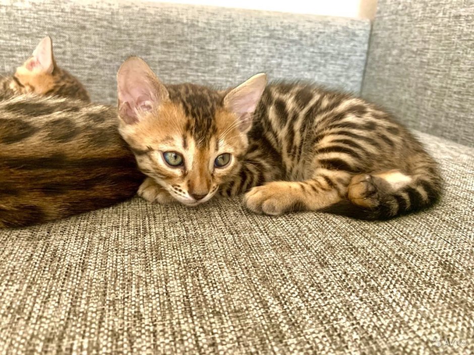 Бенгальская кошка котята Новорожденные