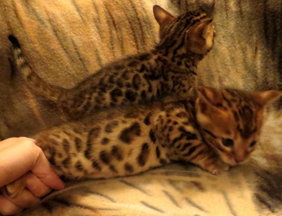 Бенгальские котята пушистые