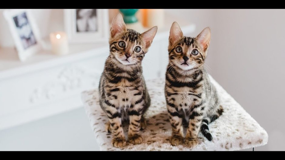 Бенгальская кошка