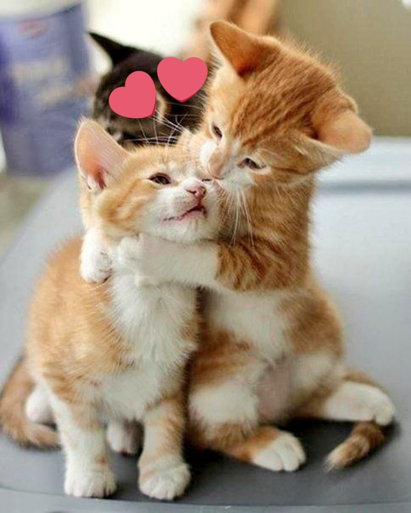 Котята обнимающиеся