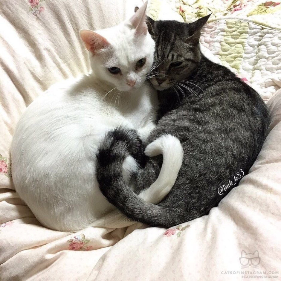 Кошки вместе