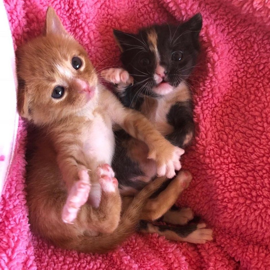 Кошки маленькие