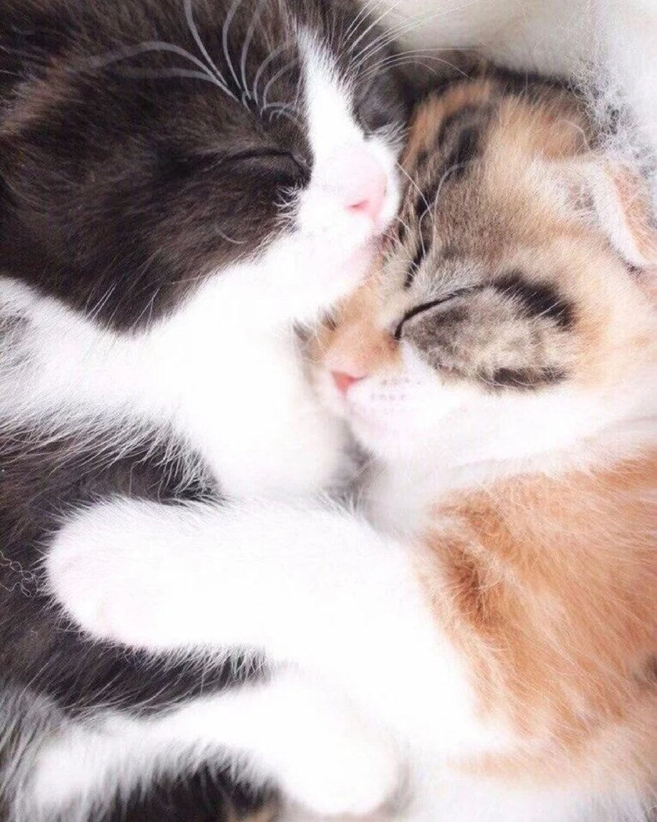 Котики обнимаются