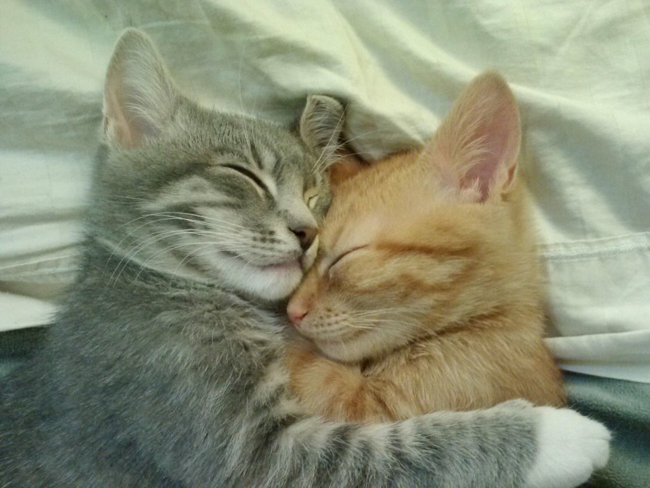 Котики обнимашки