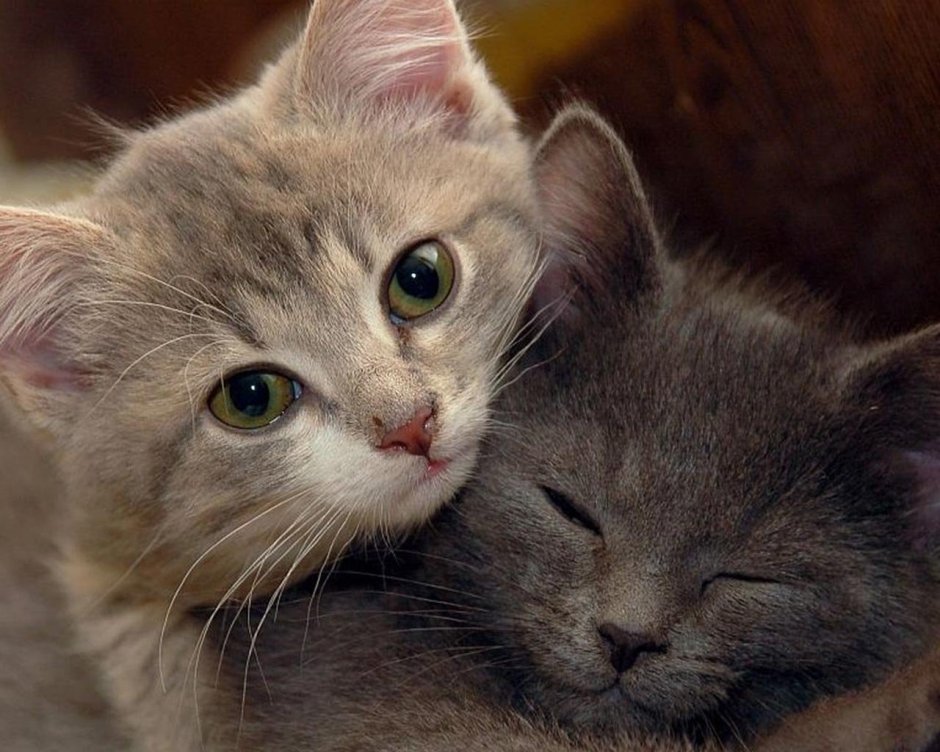 Котята обнимаются