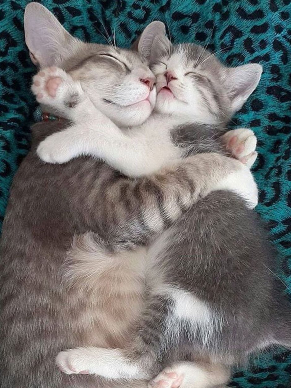 Кошки любовь