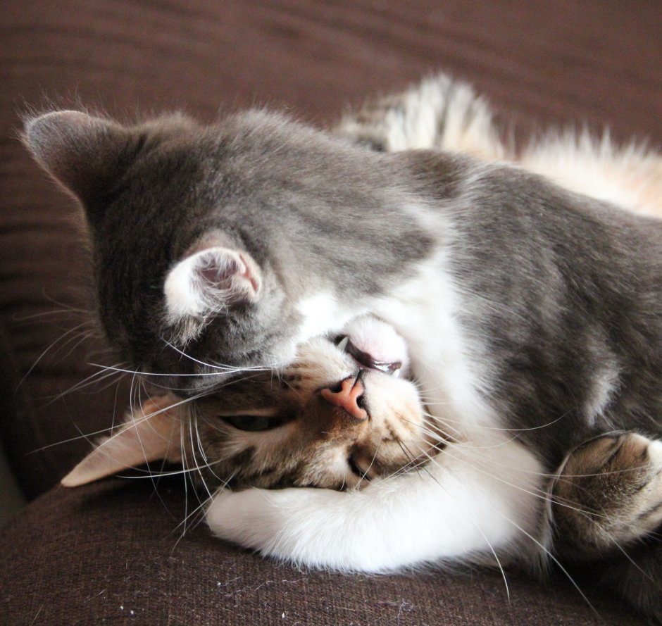 Кошки обнимашки