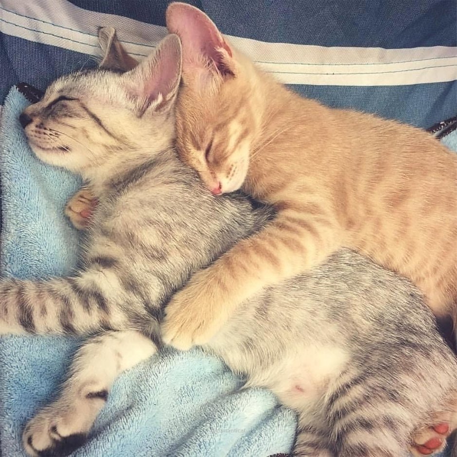Котики обнимаются