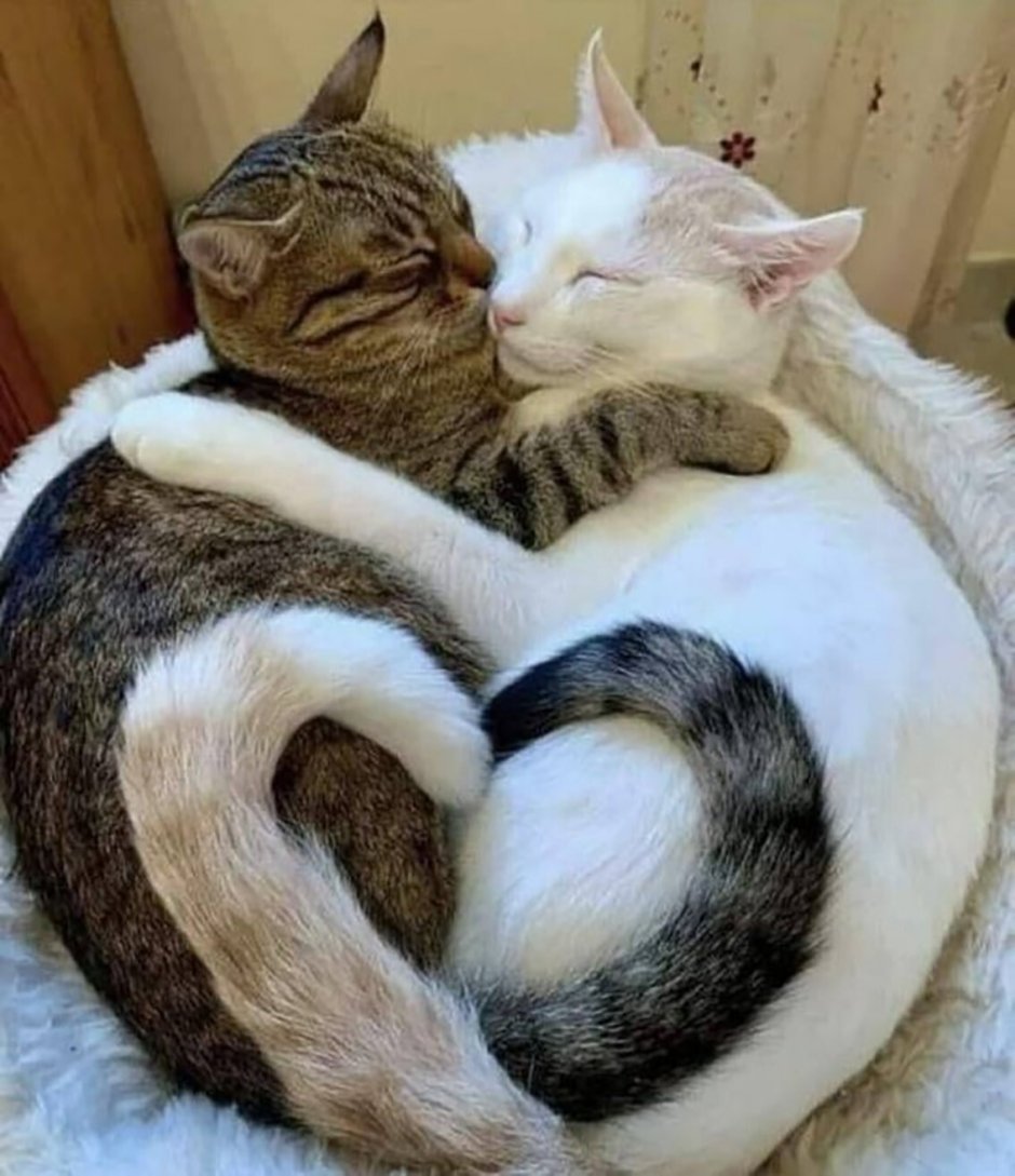 Влюбленные котики