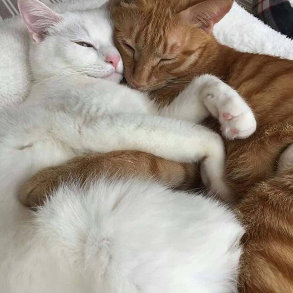 Кошки обнимаются
