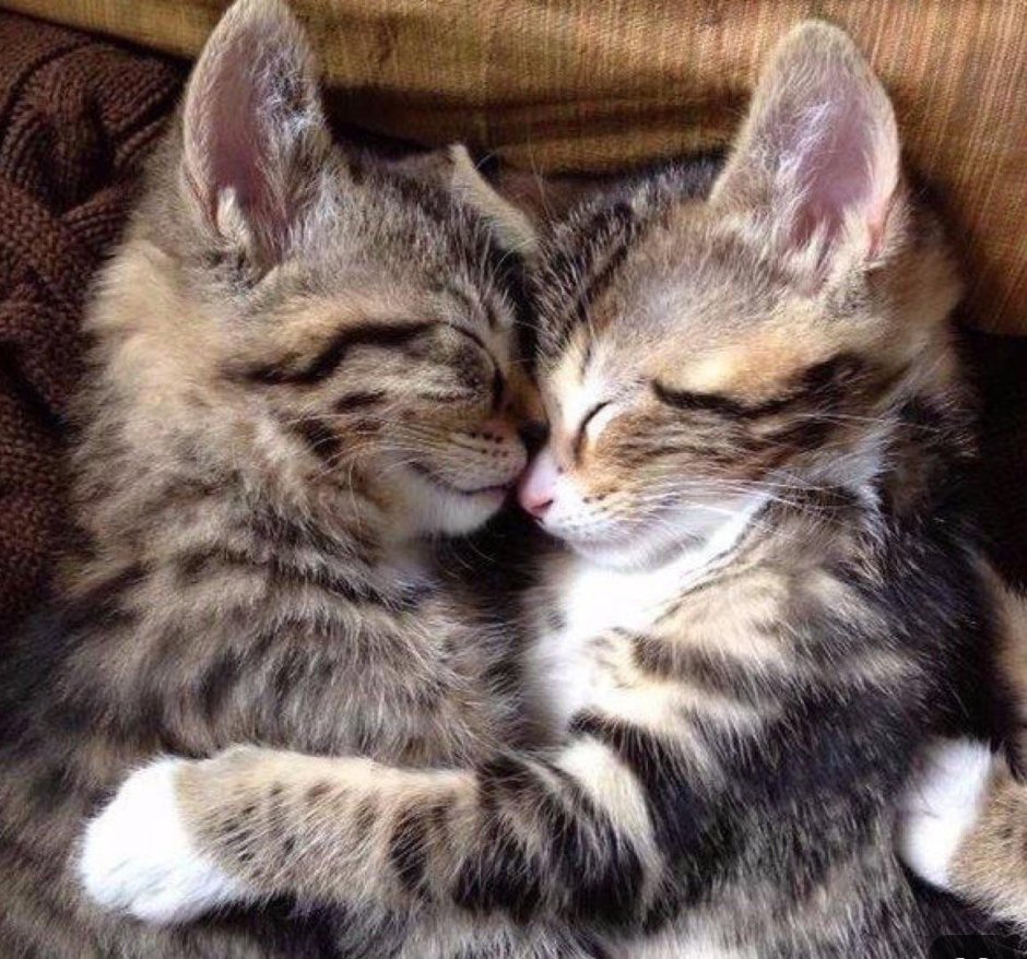 Котики обнимаются