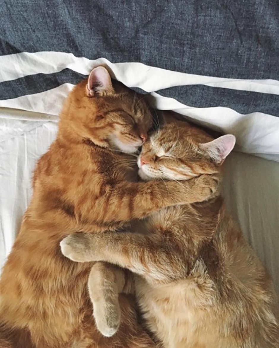 Кошка нежится