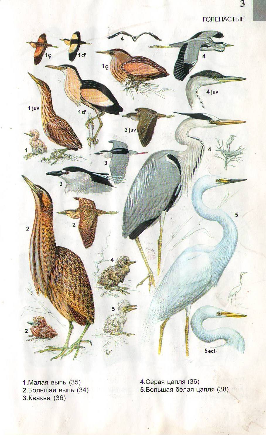 Выпь цапля птицы