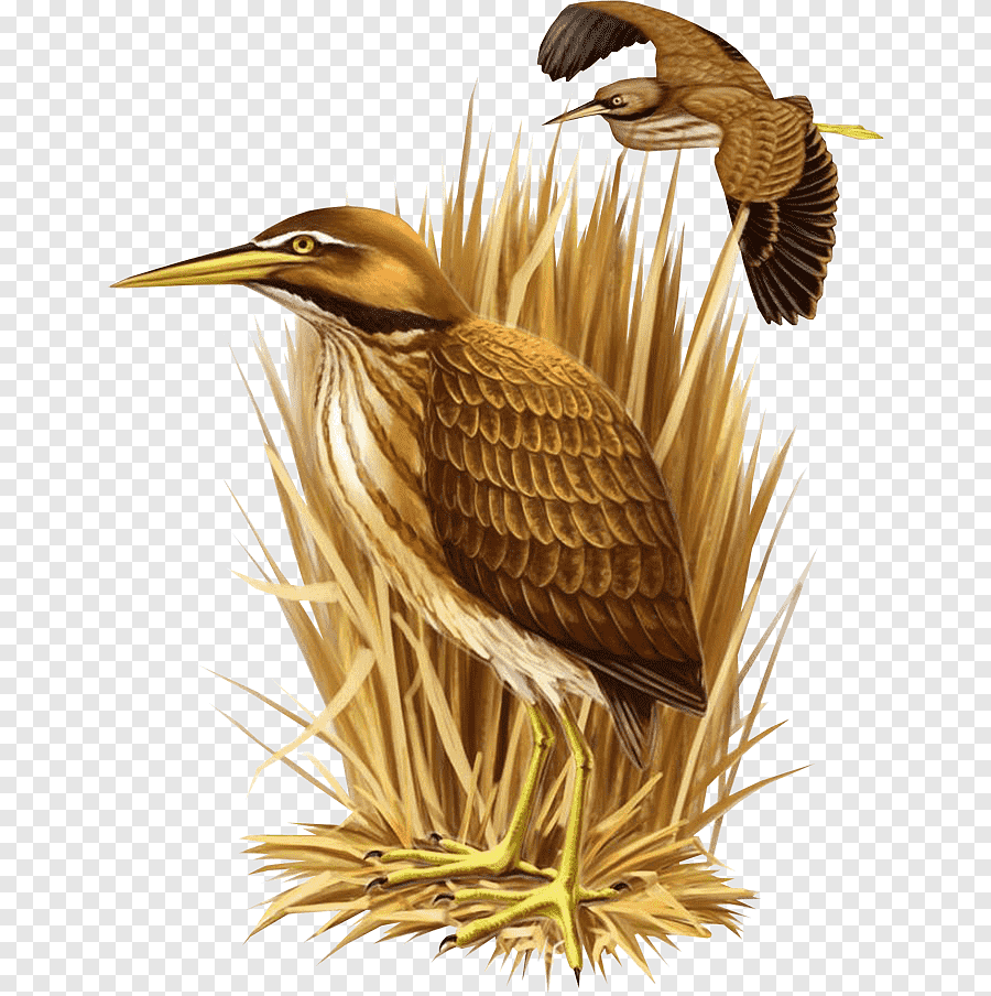 Американская выпь