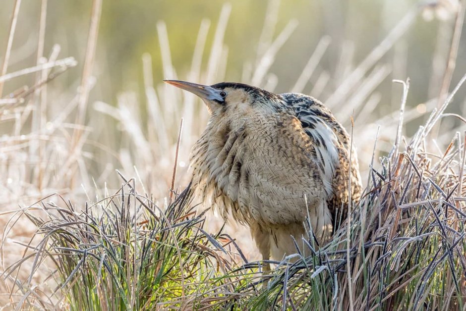 Японская выпь
