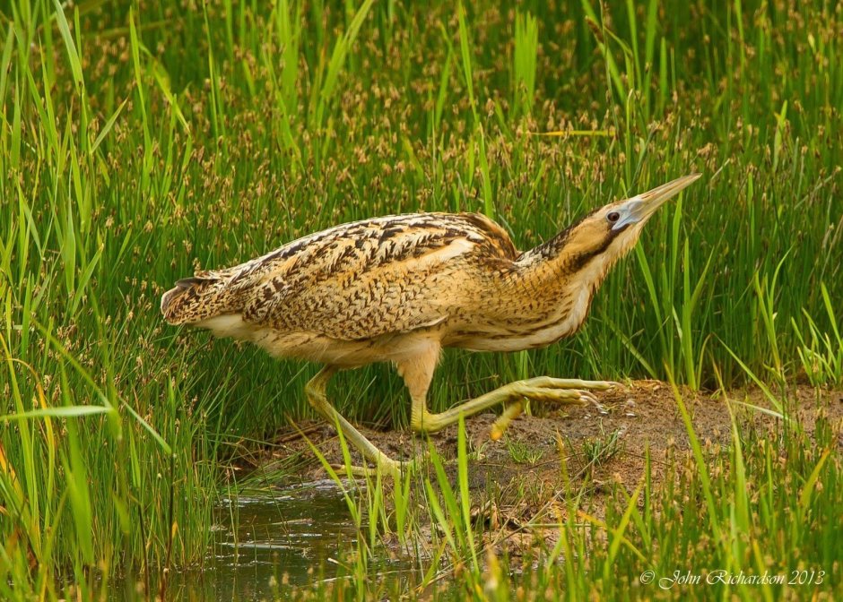 Выпь Болотная птенец