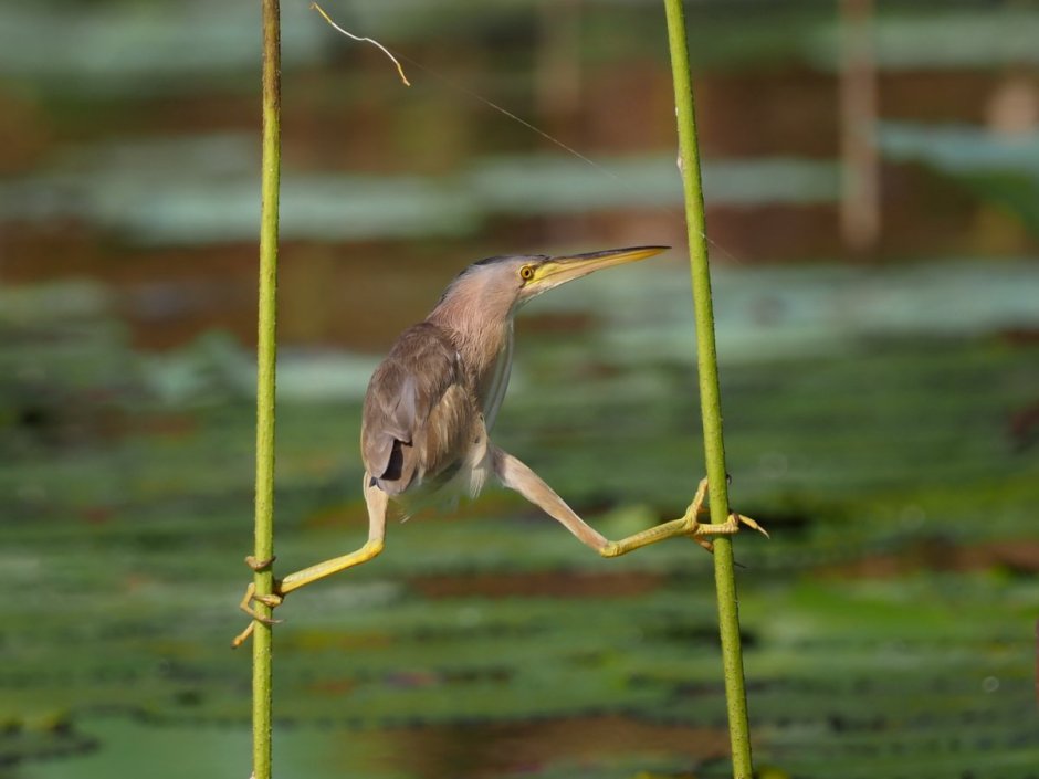 Китайская малая выпь