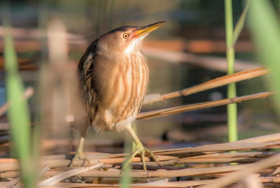 Большая выпь (Botaurus Stellaris (l.)
