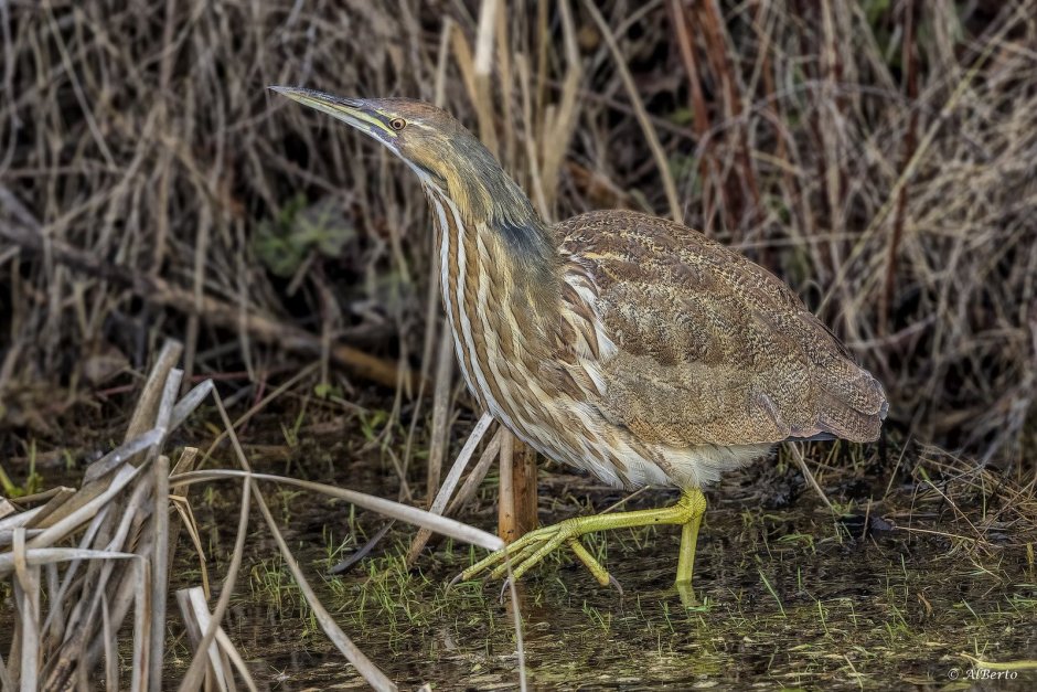 Американская малая выпь