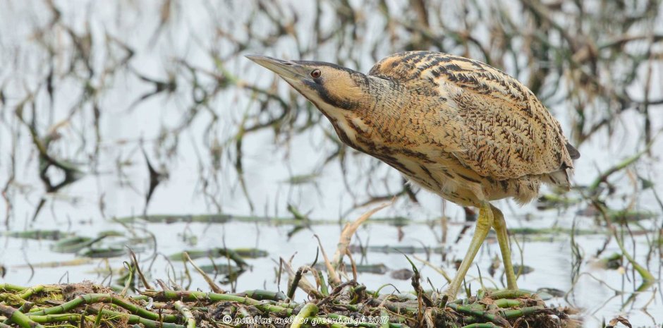 Кряква цапля выпь