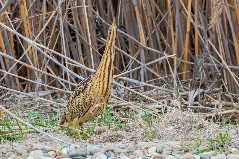 Выпь обыкновенная