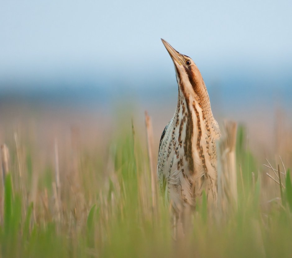 Камышовая выпь