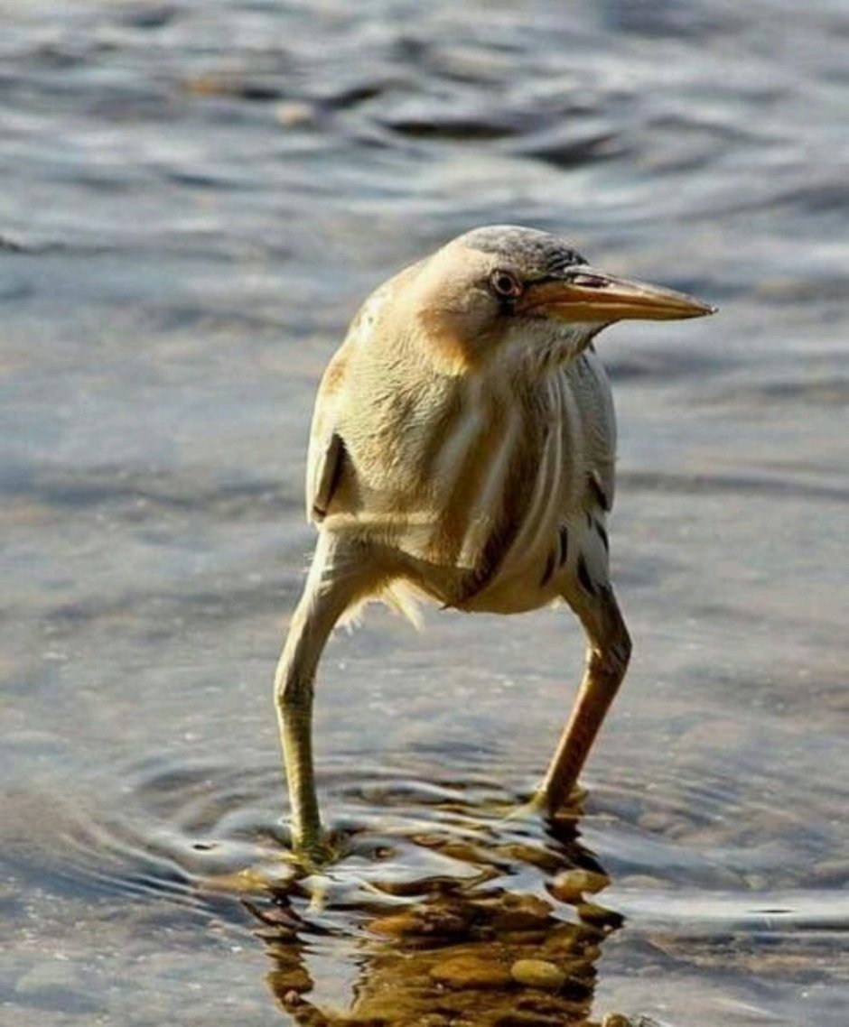 Выпь раскраска для детей