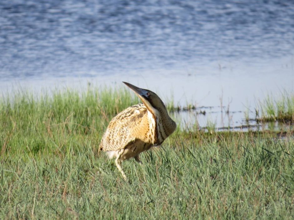Отряд Аистообразные