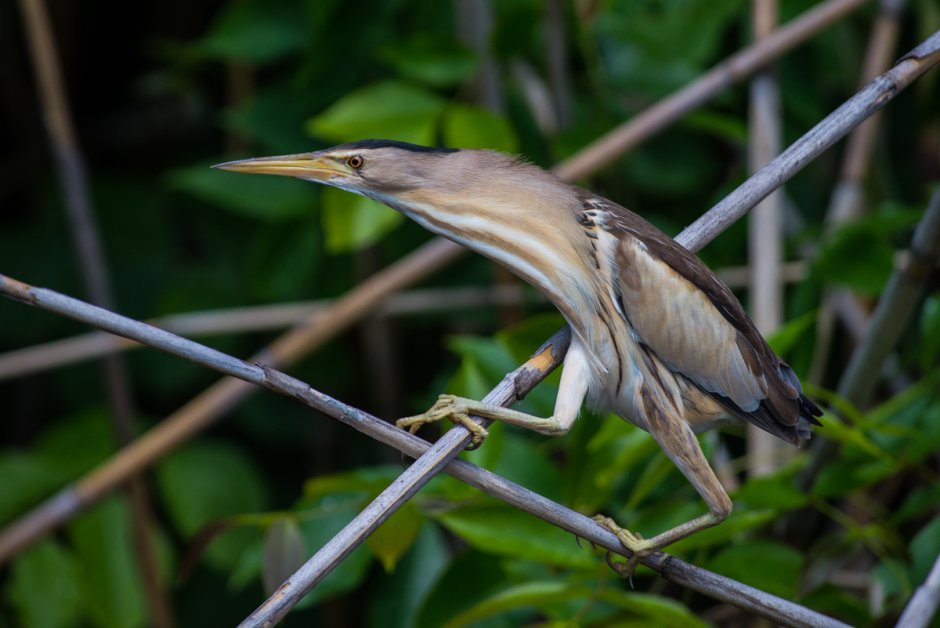 Выпь рисунок