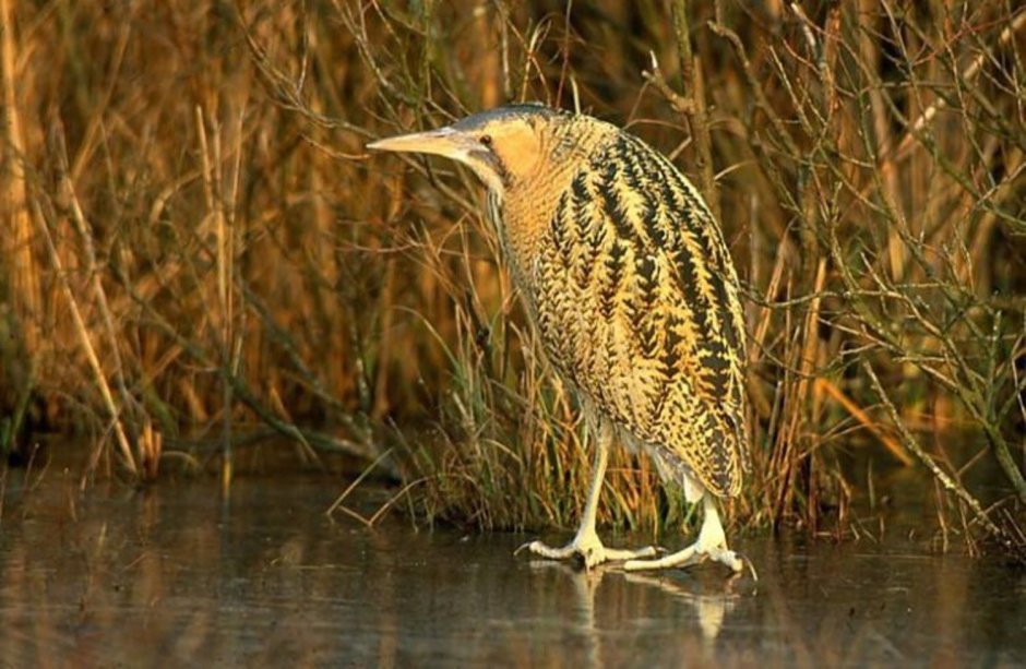 Выпь в русской Академической живописи