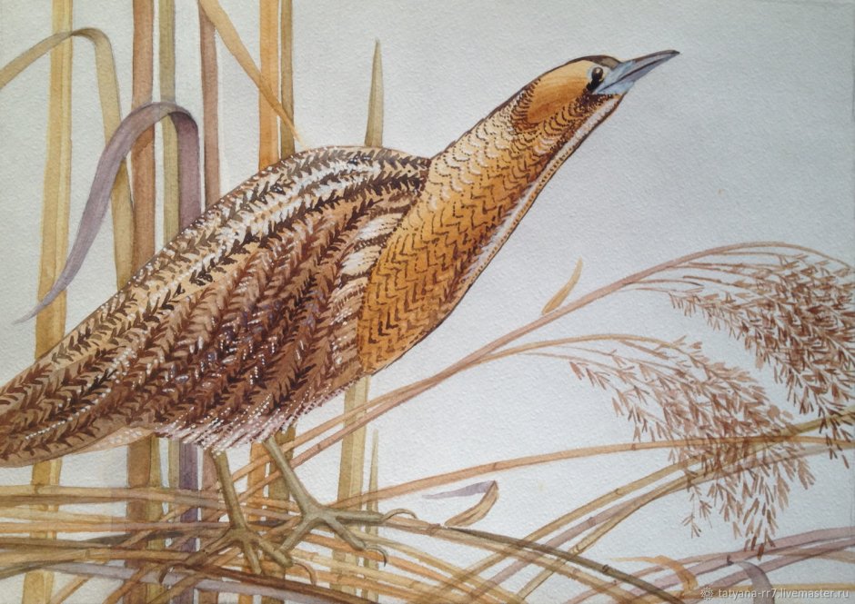 Большая выпь