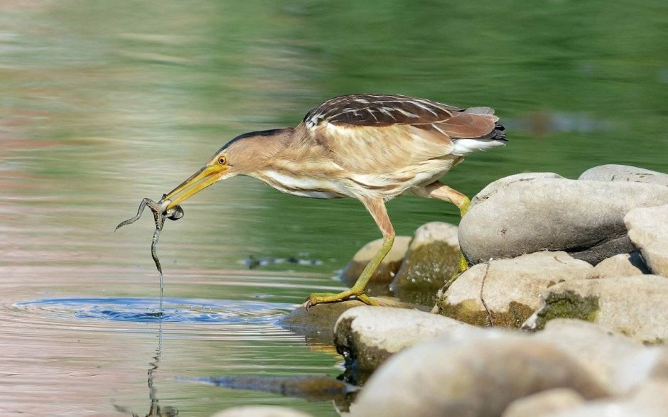 Интересные факты о птице выпь