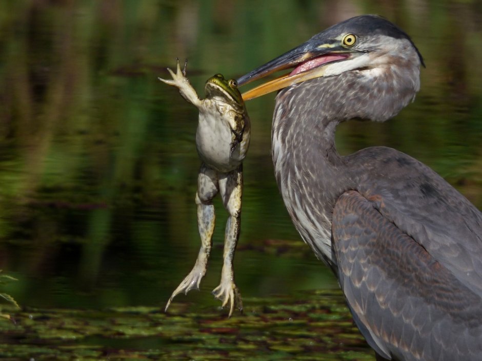 Болотная птица выпь