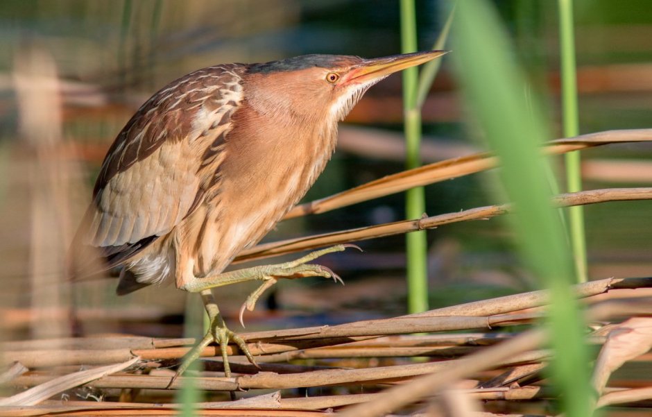 Botaurus lentiginosus