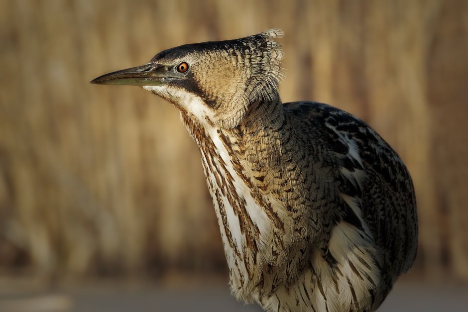 Audubon Photography Awards - 2021