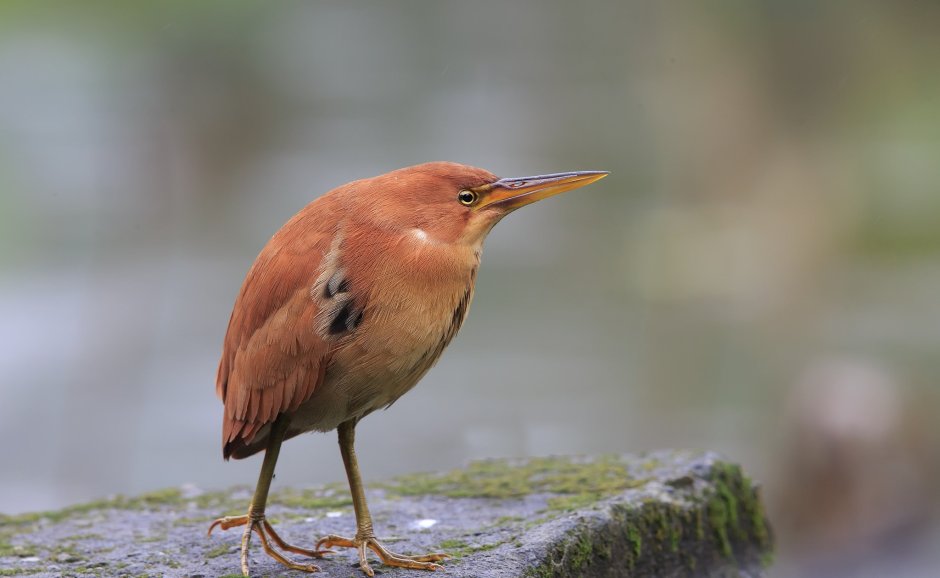 Выпь Болотная Болотная