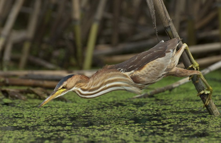 Южноамериканская выпь