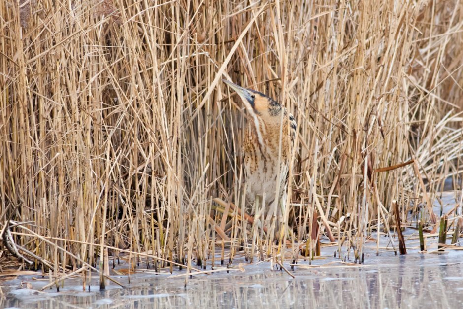 Малая выпь птица Болотная