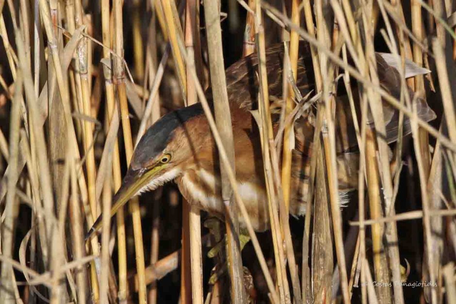 Мадагаскарская Прудовая цапля