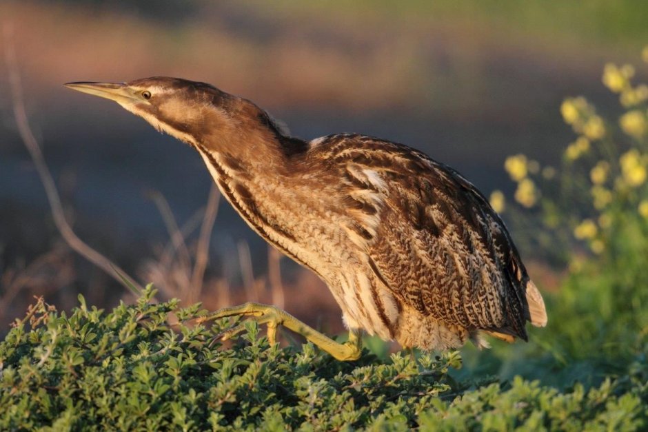 Южноамериканская выпь