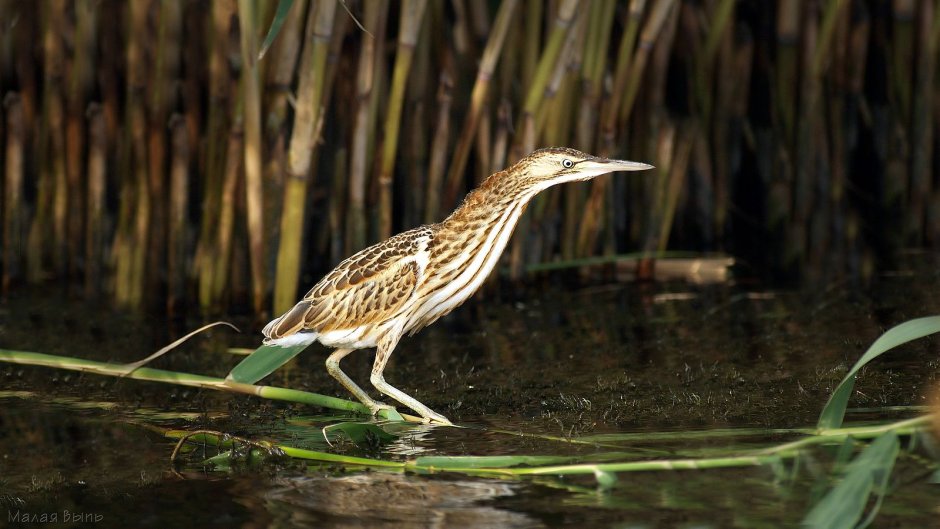Американская выпь птица