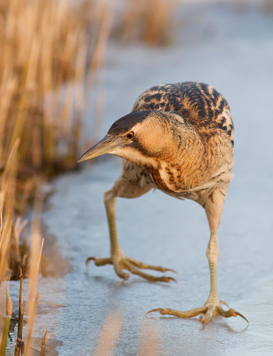 Гологорлая тигровая цапля
